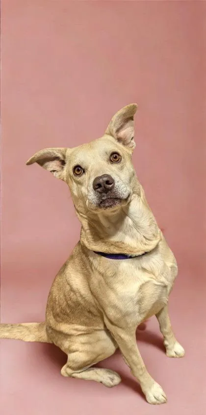 An adult medium-sized male Apricot / Beige Shepherd dog named Rocky for adoption in Jackson, GA
