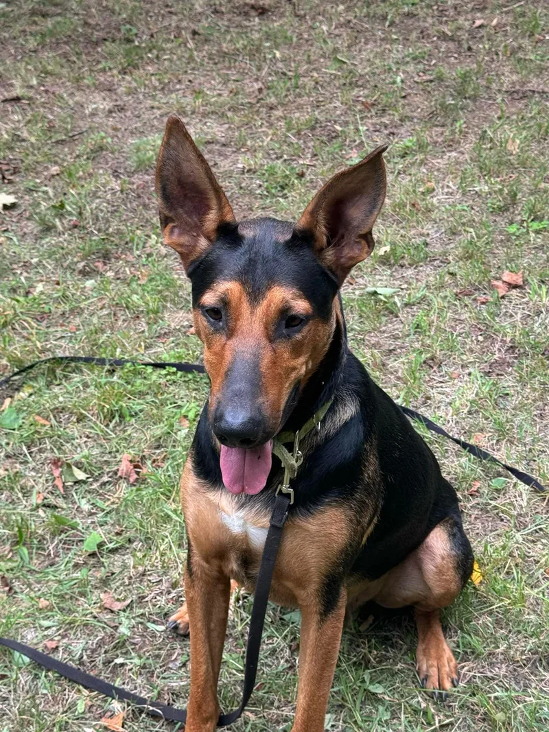 Sprinter thumbnail 4