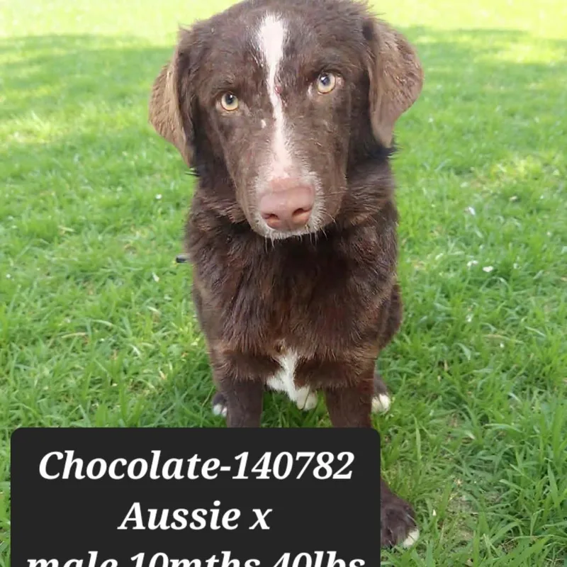 Chocolate