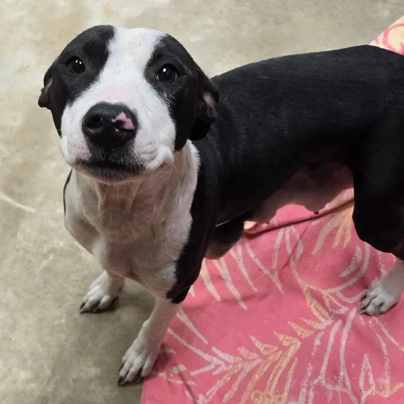 An adult medium-sized female Mixed Breed dog named BooU for adoption in Tupelo, MS