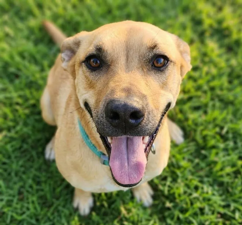 A young medium-sized female Black Mouth Cur dog named Lucy for adoption in Saint George, UT