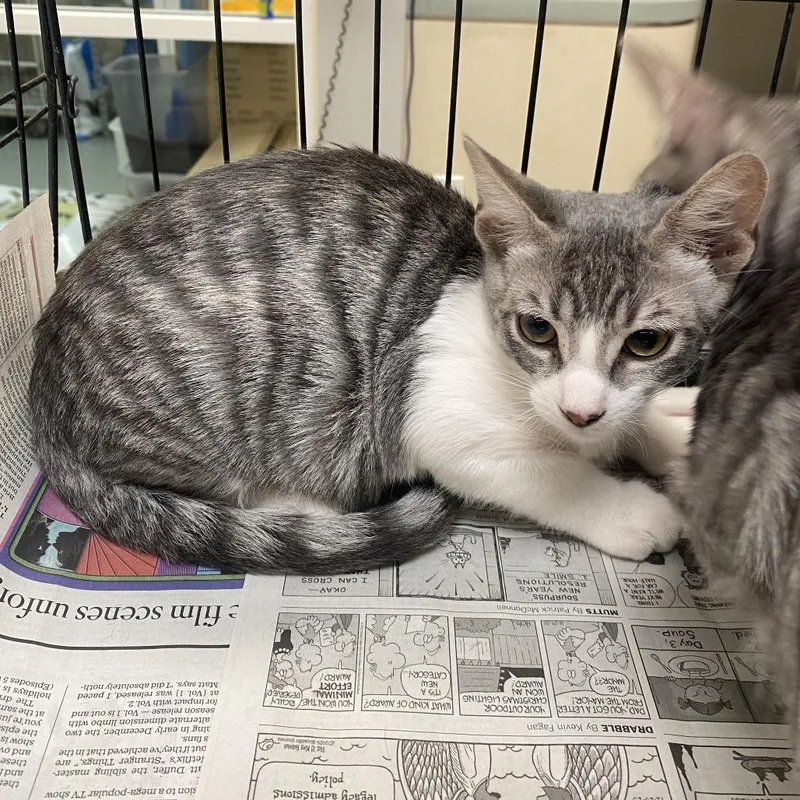 A baby small-sized female Gray / Blue / Silver Domestic Short Hair cat named Lakes for adoption in Westminster, CA