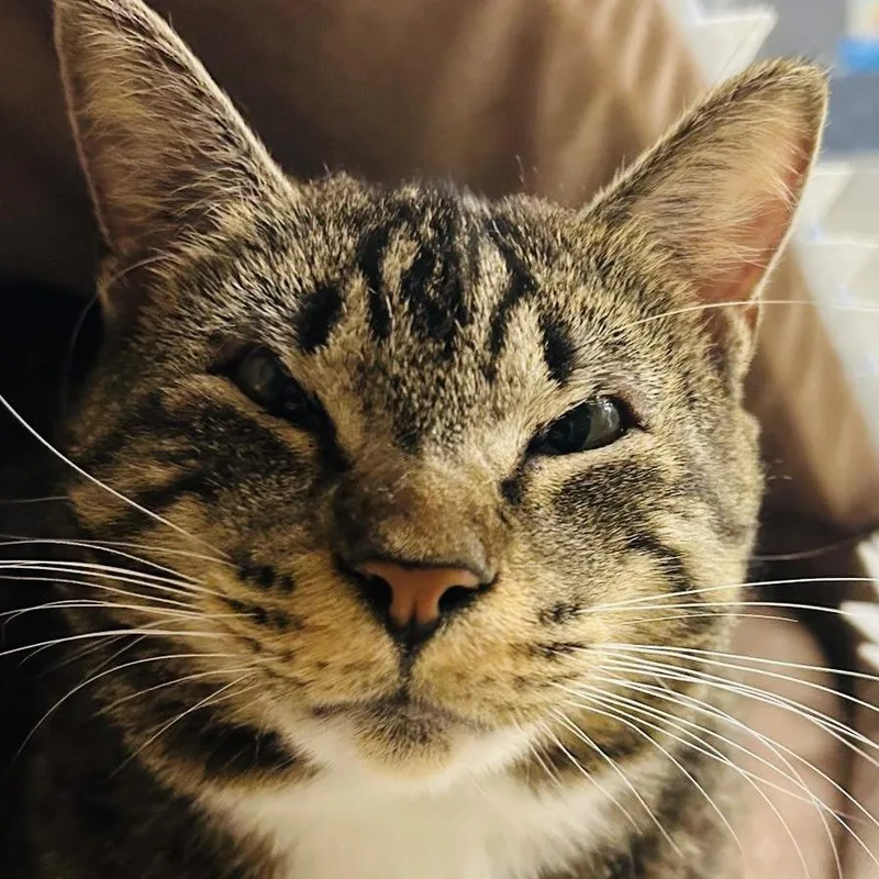 An adult medium-sized female Brown / Chocolate Domestic Short Hair cat named Jeri for adoption in Atlanta, GA