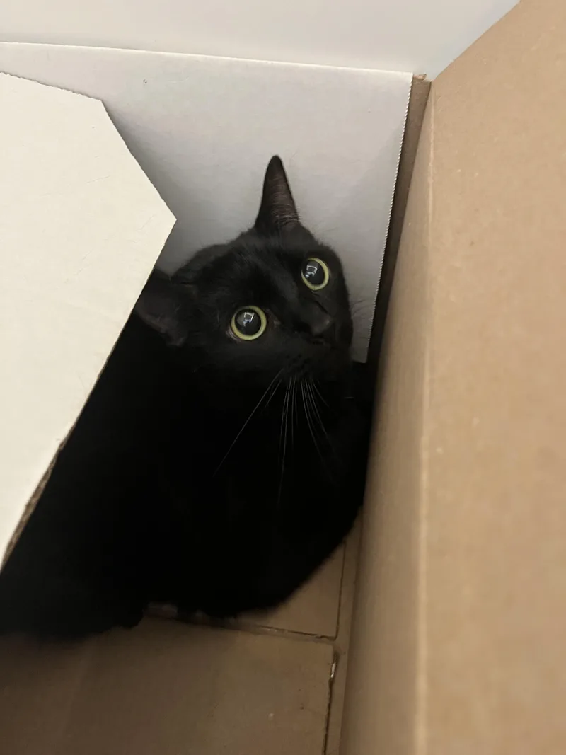 An adult extra large-sized female Domestic Short Hair cat named Mocha for adoption in Honolulu, HI