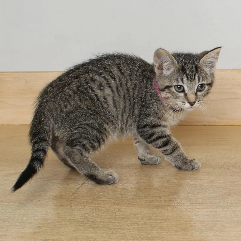 A baby small-sized female Brown / Chocolate Domestic Short Hair cat named Termite C for adoption in Minnetonka, MN