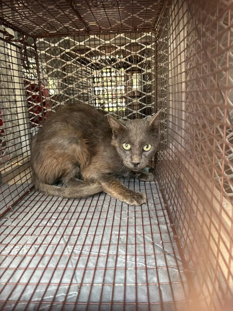 A senior medium-sized male Domestic Short Hair cat named Rocky for adoption in New Braunfels, TX