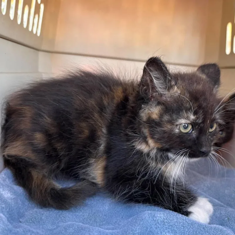 A baby small-sized female Domestic Medium Hair cat named Luna for adoption in Nampa, ID
