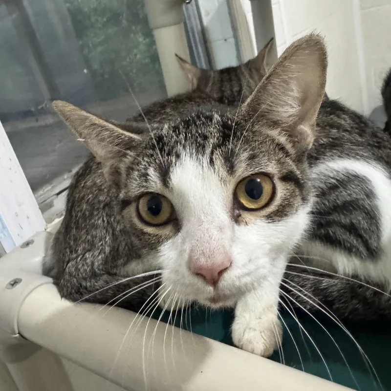 A young small-sized male Black Domestic Short Hair cat named Dylan for adoption in Dillon, SC