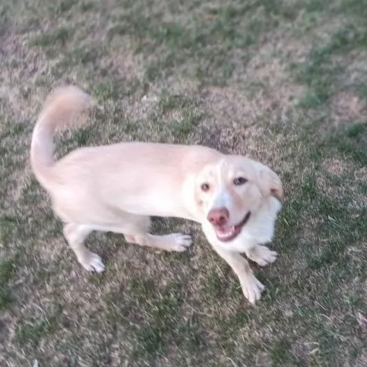 A baby small-sized male White / Cream Mixed Breed dog named Dude for adoption in Bismarck, ND