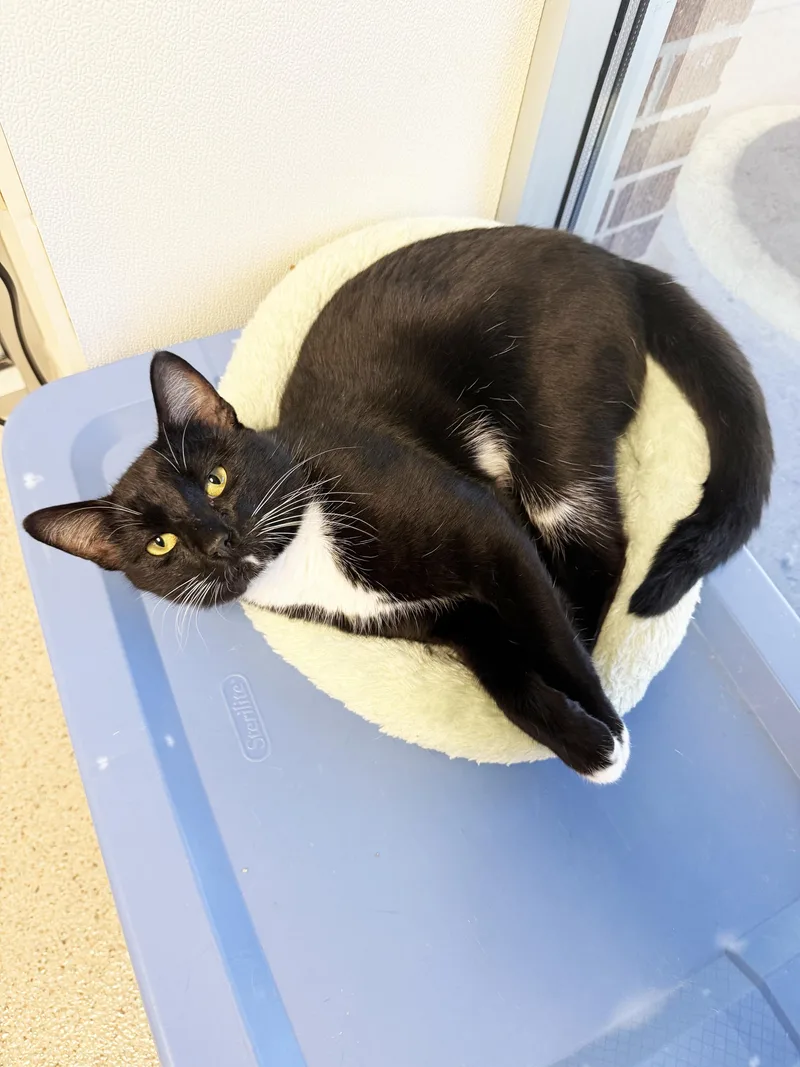 A young medium-sized male Tuxedo cat named Ham  Super Duper for adoption in Oshkosh, WI