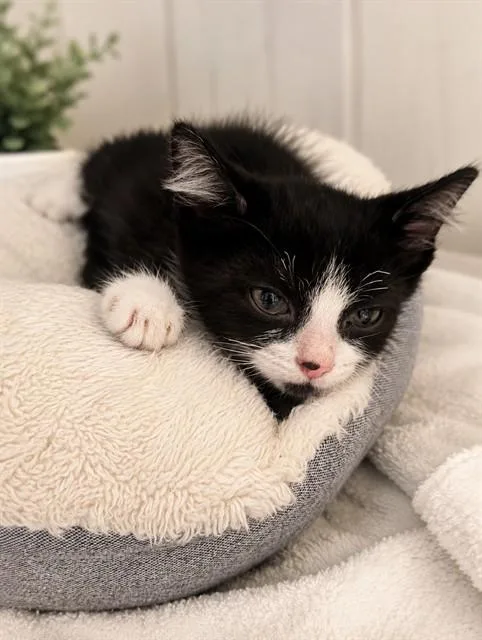 A baby small-sized male Domestic Short Hair cat named Monroe for adoption in Riverside, CA