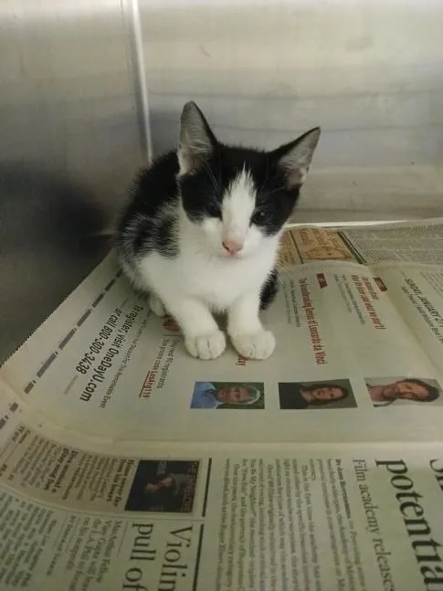 A baby small-sized male Domestic Long Hair cat named Baby for adoption in Los Angeles, CA
