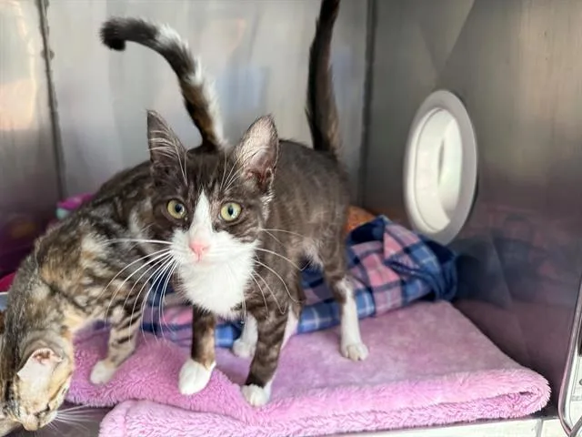 A baby small-sized male Domestic Short Hair cat named Seven Lions for adoption in Antioch, CA