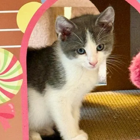 A baby small-sized male White Domestic Short Hair cat named Avalanche for adoption in Bedford, NH