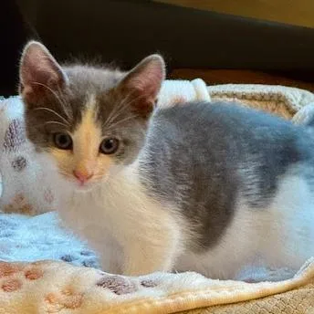 Avalanche thumbnail 2