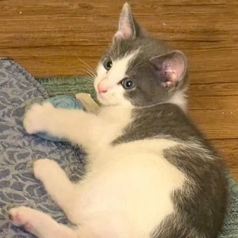 Avalanche thumbnail 3