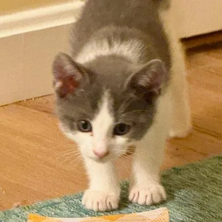 Avalanche thumbnail 4