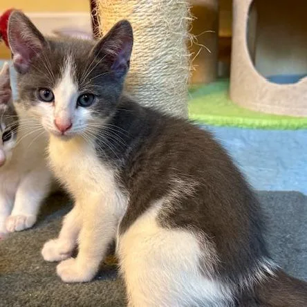 Avalanche thumbnail 5