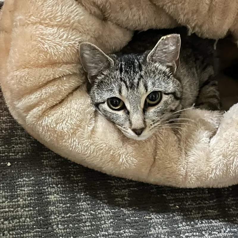 A young medium-sized female Tabby (Tiger Striped) Domestic Short Hair cat named Miranda for adoption in Martinsville, IN