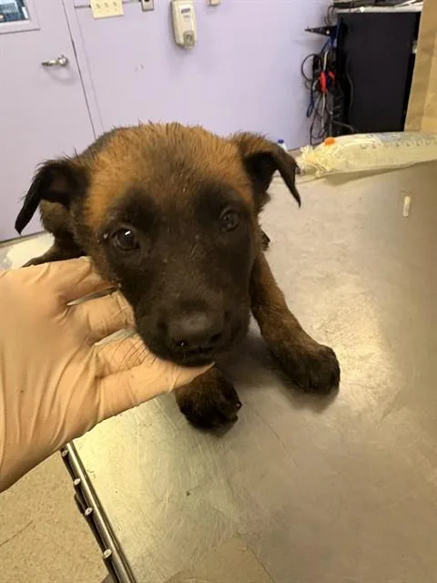 A baby small-sized female Belgian Shepherd / Malinois dog named Lila for adoption in Riverside, CA