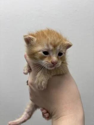Toffee thumbnail 2