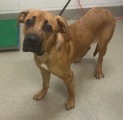 A young large-sized female Golden Mastiff dog named Elphie for adoption in Mount Vernon, OH