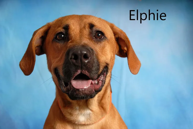 Elphie thumbnail 2
