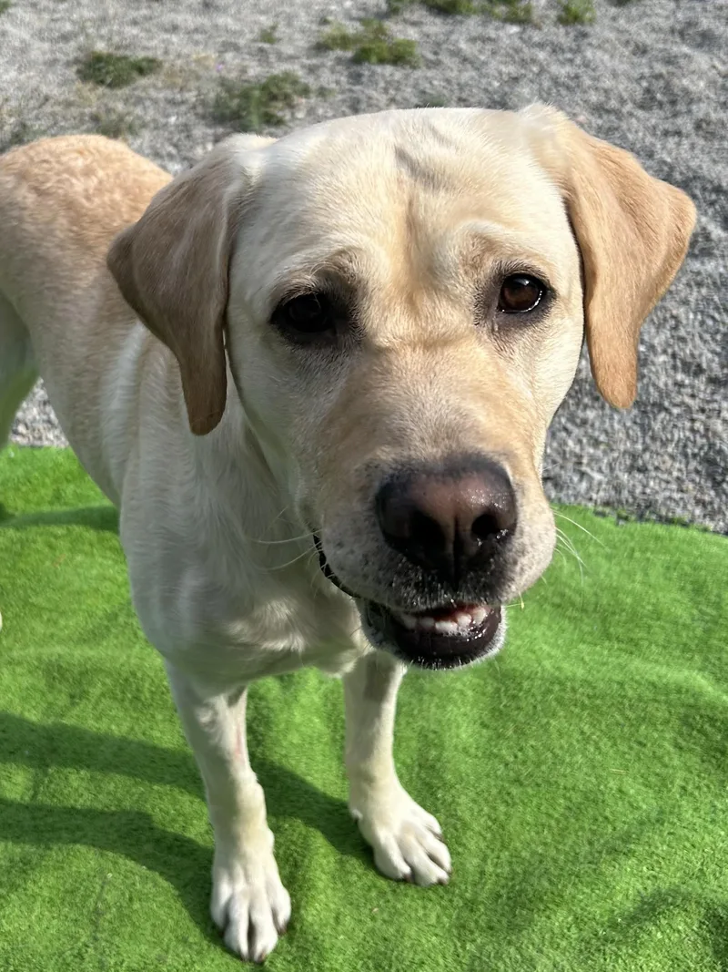 An adult large-sized male Yellow Labrador Retriever dog named Trooper for adoption in Kellogg, ID