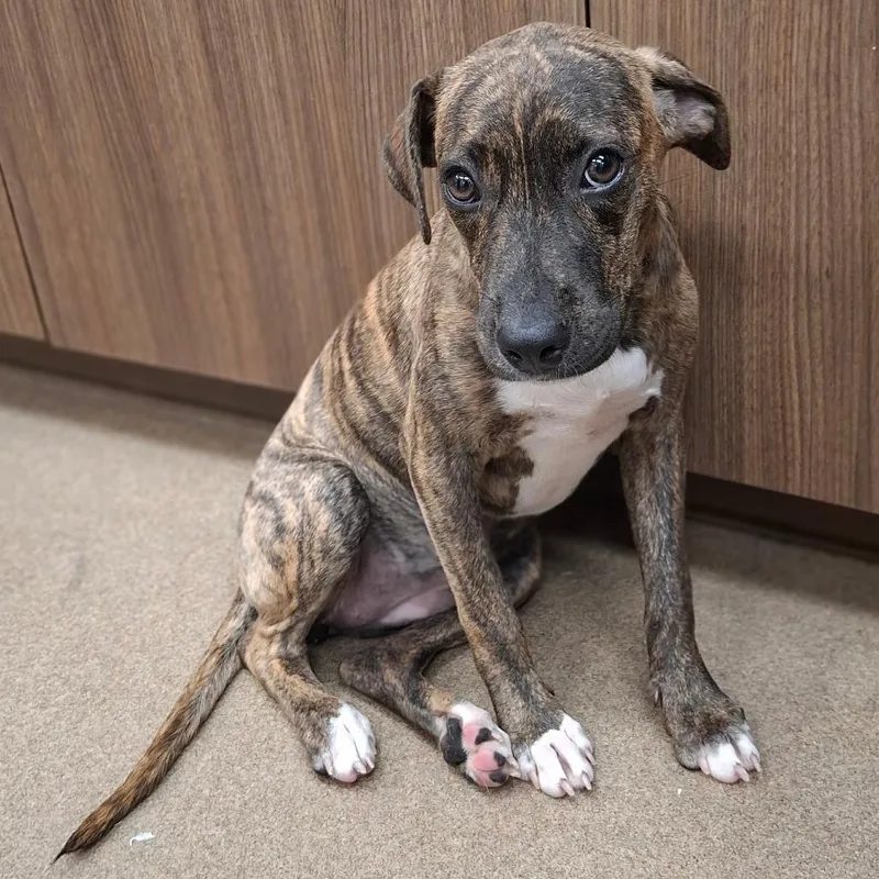 A young small-sized female Terrier dog named Angela for adoption in Corpus Christi, TX