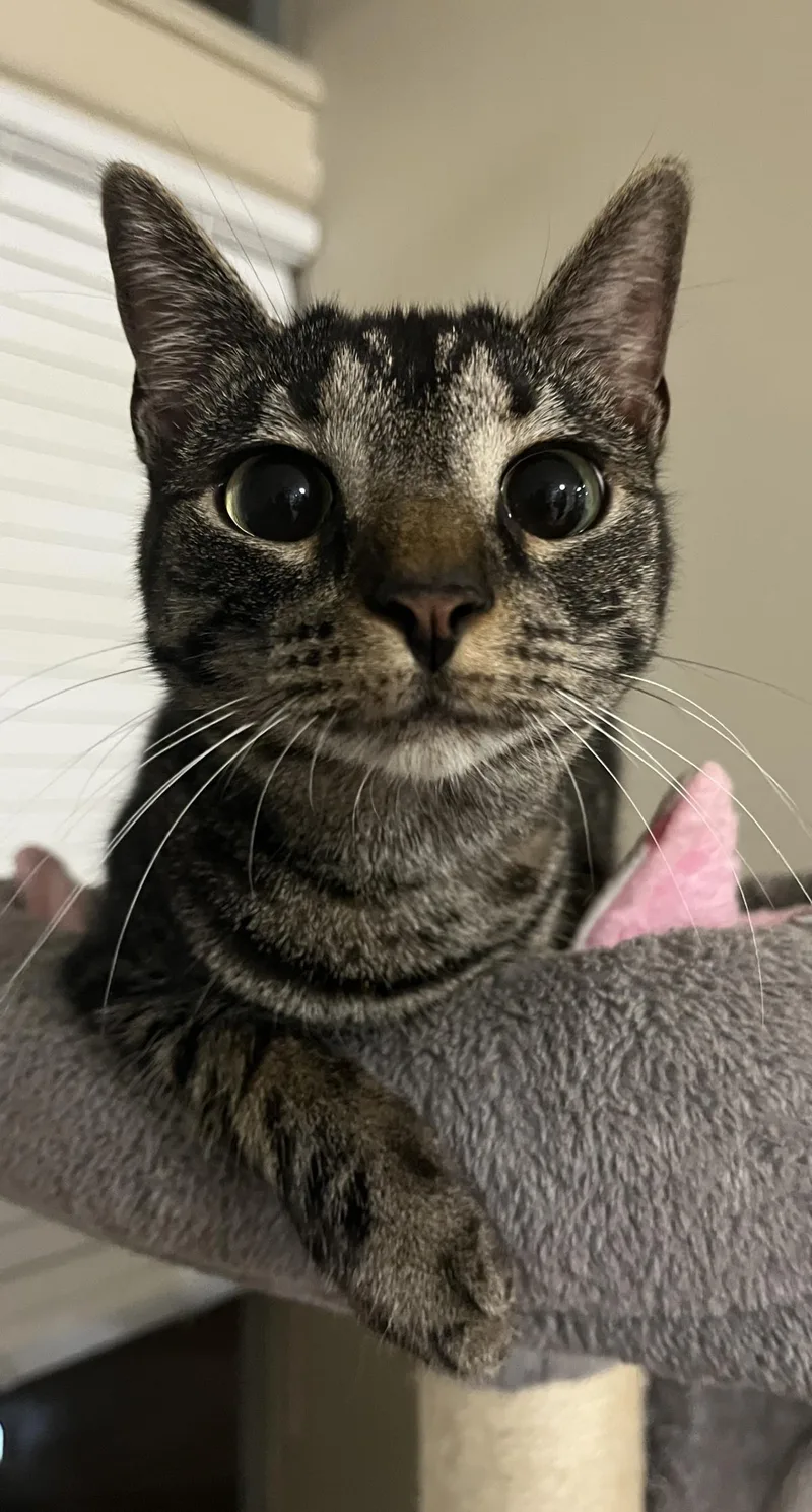 A young medium-sized female Black Domestic Short Hair cat named Martha Solstice for adoption in Chandler, AZ