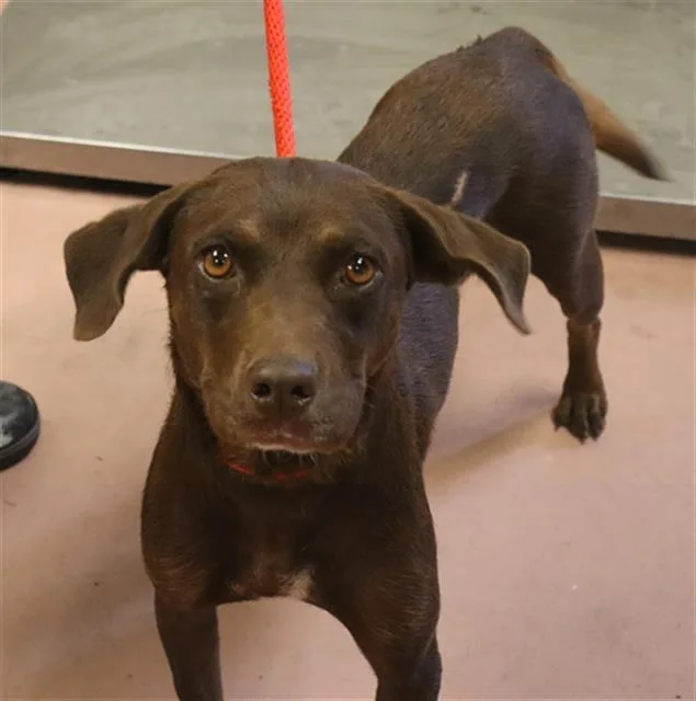 An adult medium-sized female Mixed Breed dog named Twix for adoption in Columbia, SC