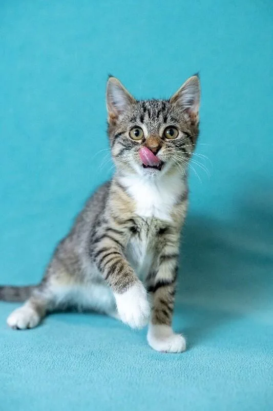 A young medium-sized female White Domestic Short Hair cat named Maya for adoption in North Babylon, NY