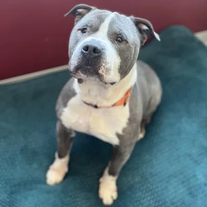 A senior large-sized male Mixed Breed dog named Brutus for adoption in Janesville, WI
