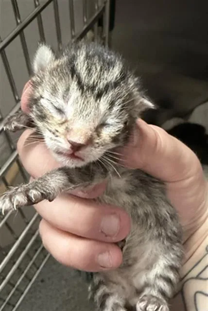 A baby medium-sized male Domestic Short Hair cat named Boy for adoption in Houston, TX