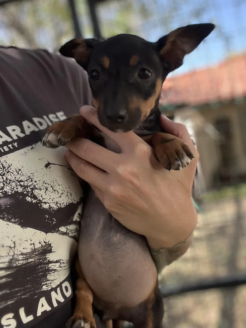 A baby small-sized female Black Corgi dog named Adelaide for adoption in West Hollywood, CA