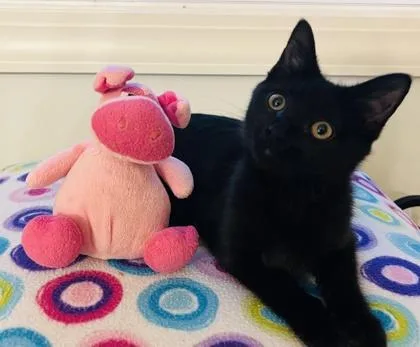 A baby small-sized female Domestic Short Hair cat named Trixie $ for adoption in Seneca, SC