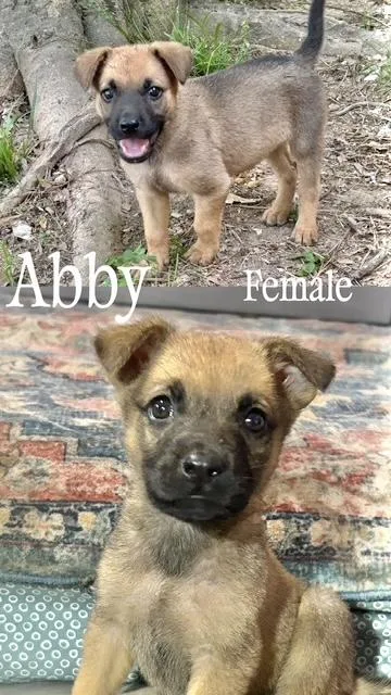 Abby