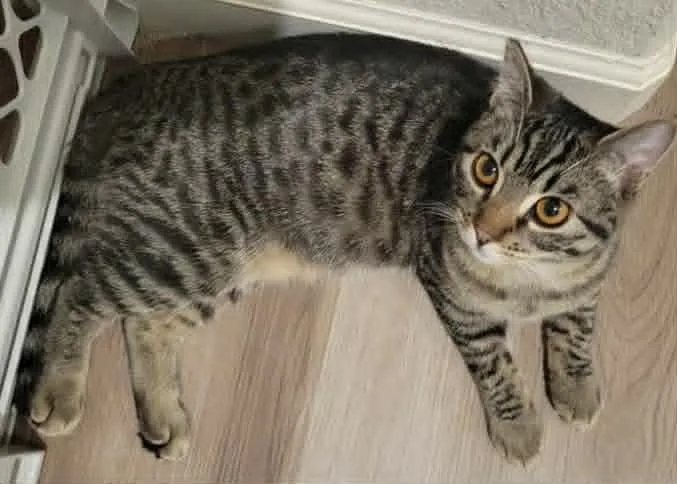 A young medium-sized female Brown / Chocolate Tabby cat named Cleo for adoption in Yuba City, CA