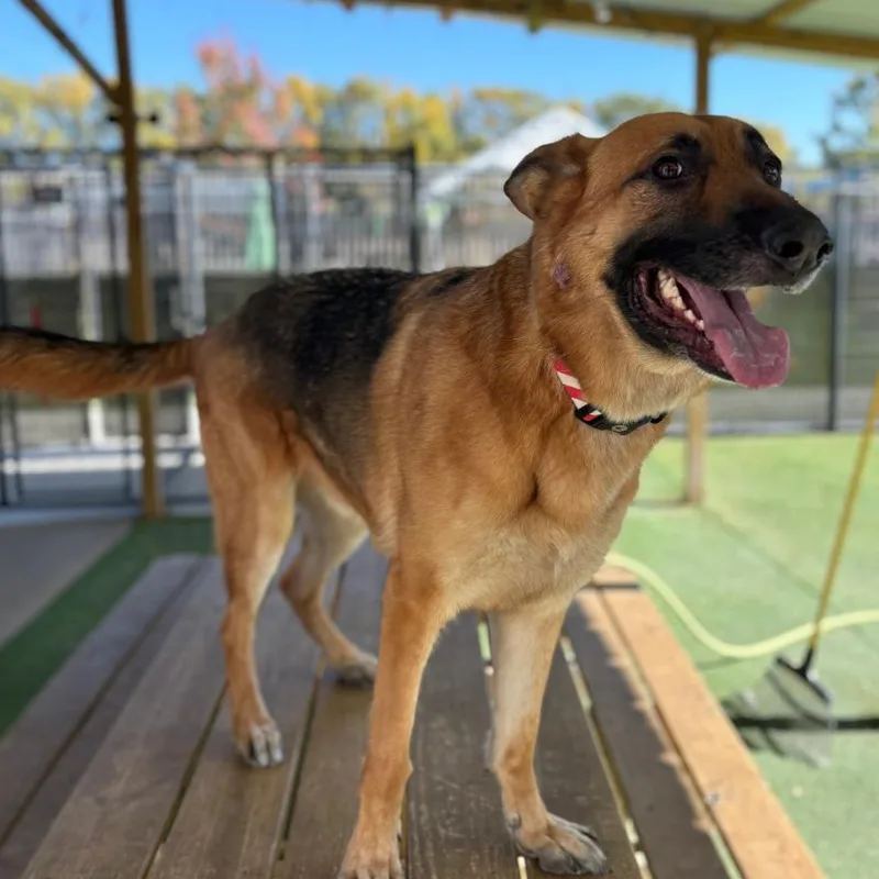 A senior small-sized male Black German Shepherd Dog dog named Milo for adoption in Coralville, IA