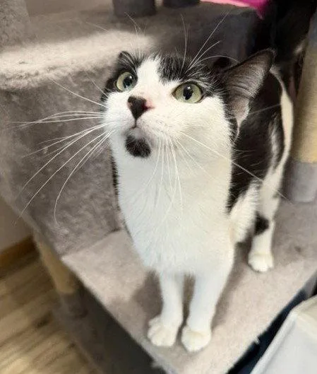 An adult medium-sized female Black & White / Tuxedo Domestic Short Hair cat named Bella for adoption in Shawnee, KS