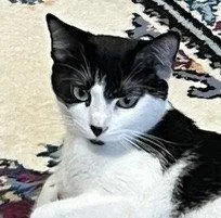 Bella thumbnail 2