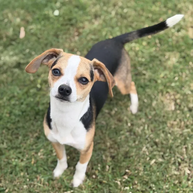 Milo