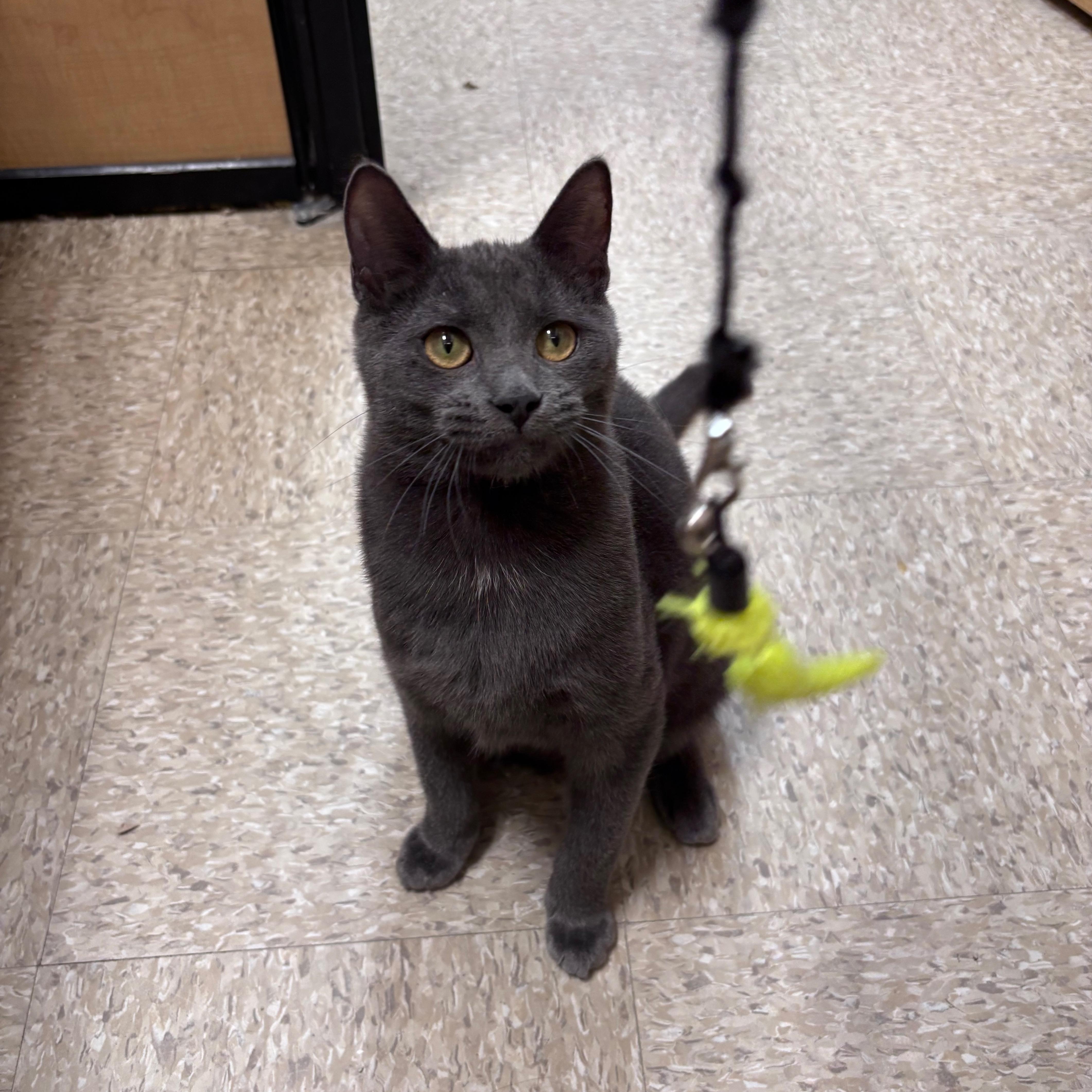 A baby medium-sized male Smoke Domestic Short Hair cat named Perry for adoption in Norwalk, CT