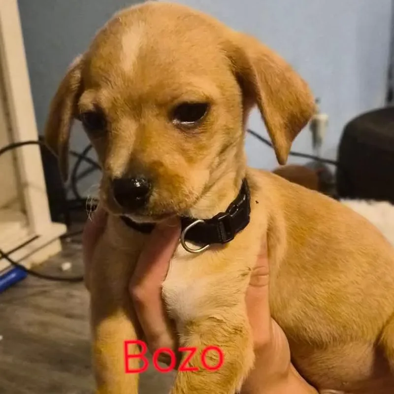 Bozo