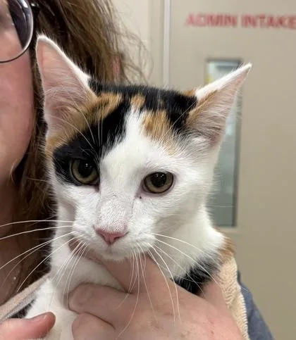 A baby small-sized female Domestic Short Hair cat named Boots Megee for adoption in Fishers, IN