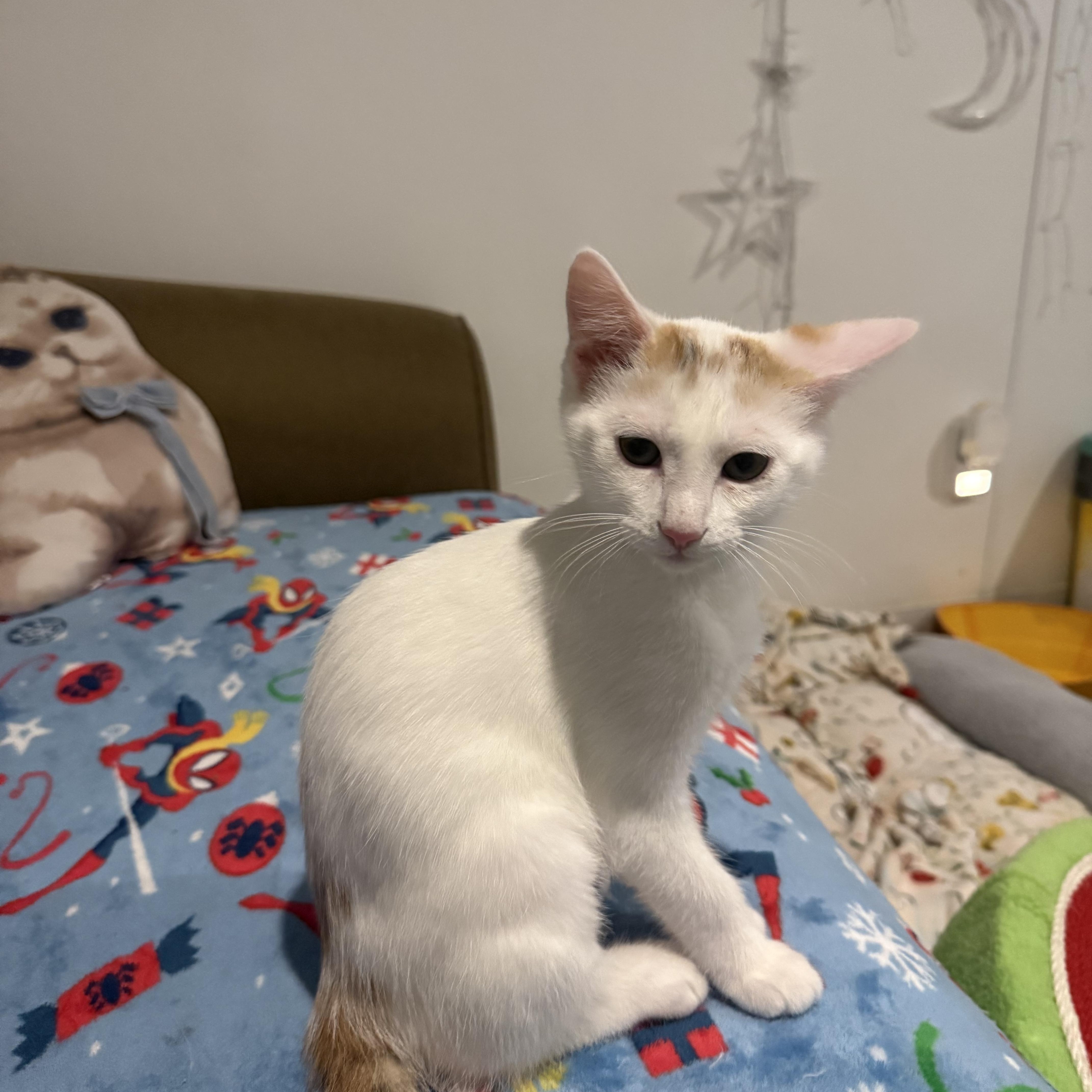 A baby medium-sized female Domestic Short Hair cat named Pearl for adoption in Blaine, MN