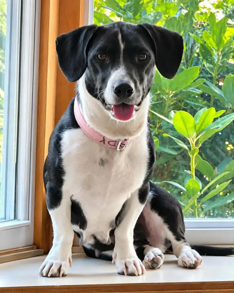 An adult small-sized female Dachshund dog named Lady for adoption in Norfolk, MA