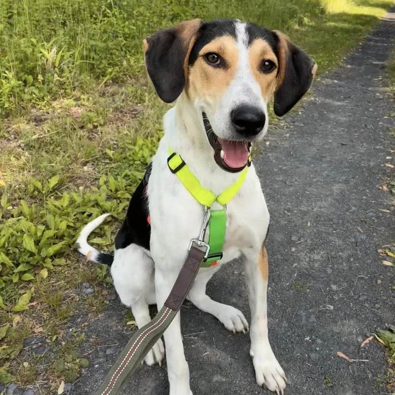 A young medium-sized male White / Cream Labrador Retriever dog named Boris for adoption in Morristown, NJ