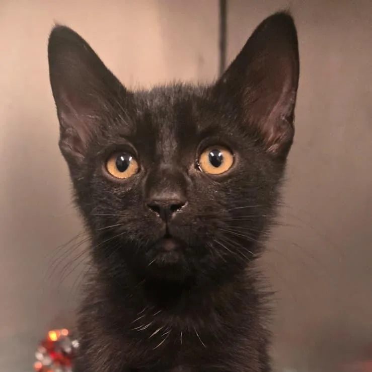 A baby small-sized male Black Domestic Short Hair cat named Mayhem for adoption in Morgan Hill, CA