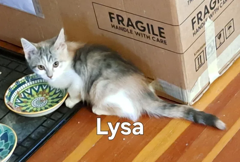 Lysa